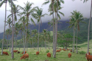 noumea