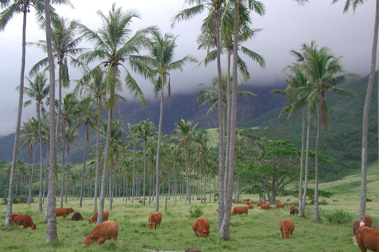 noumea