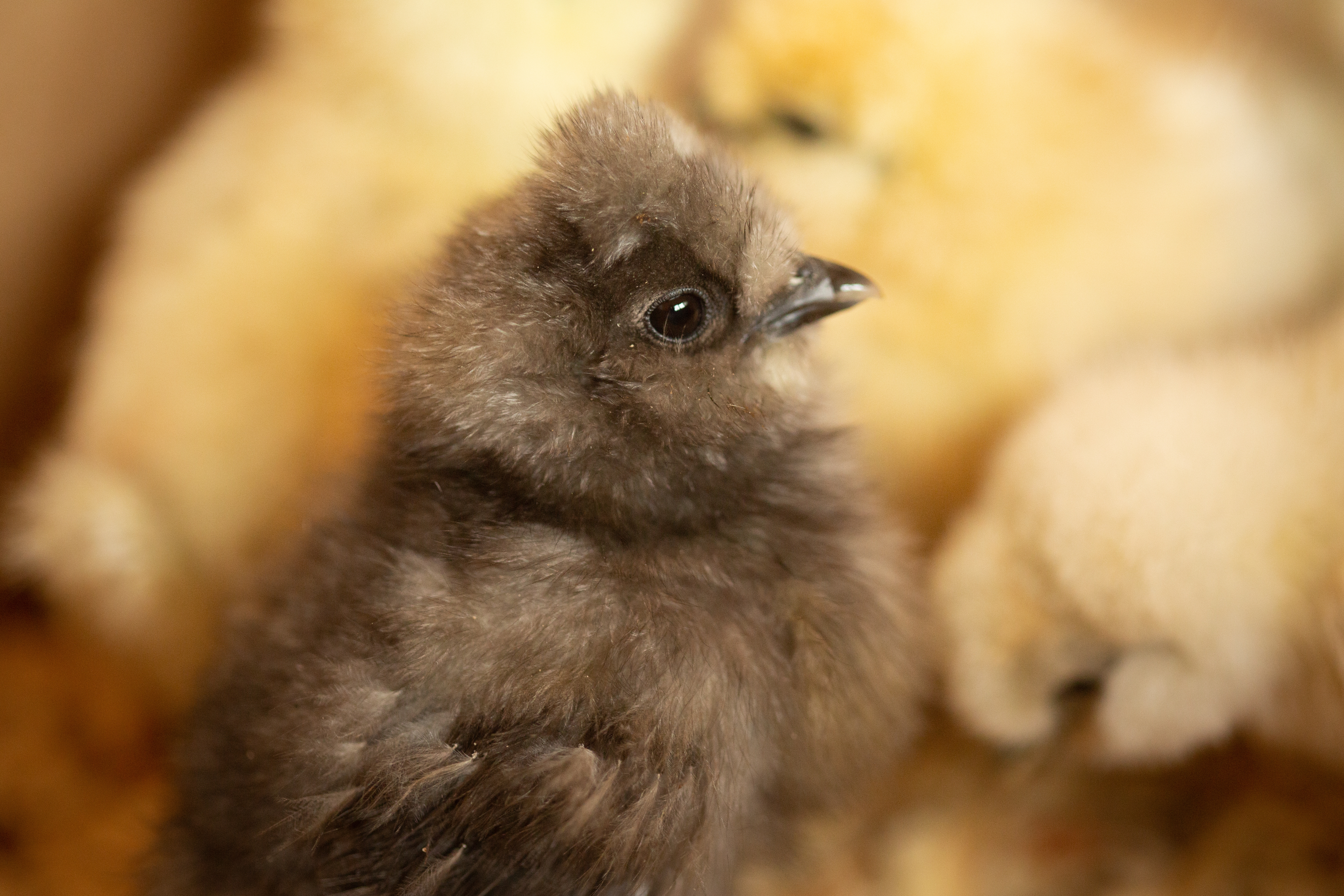 Silkie chick